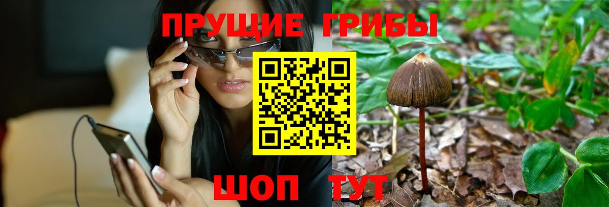 Осинники  Псилоцибиновые грибы мухоморы  где купить наркоту  Вход с VPN 